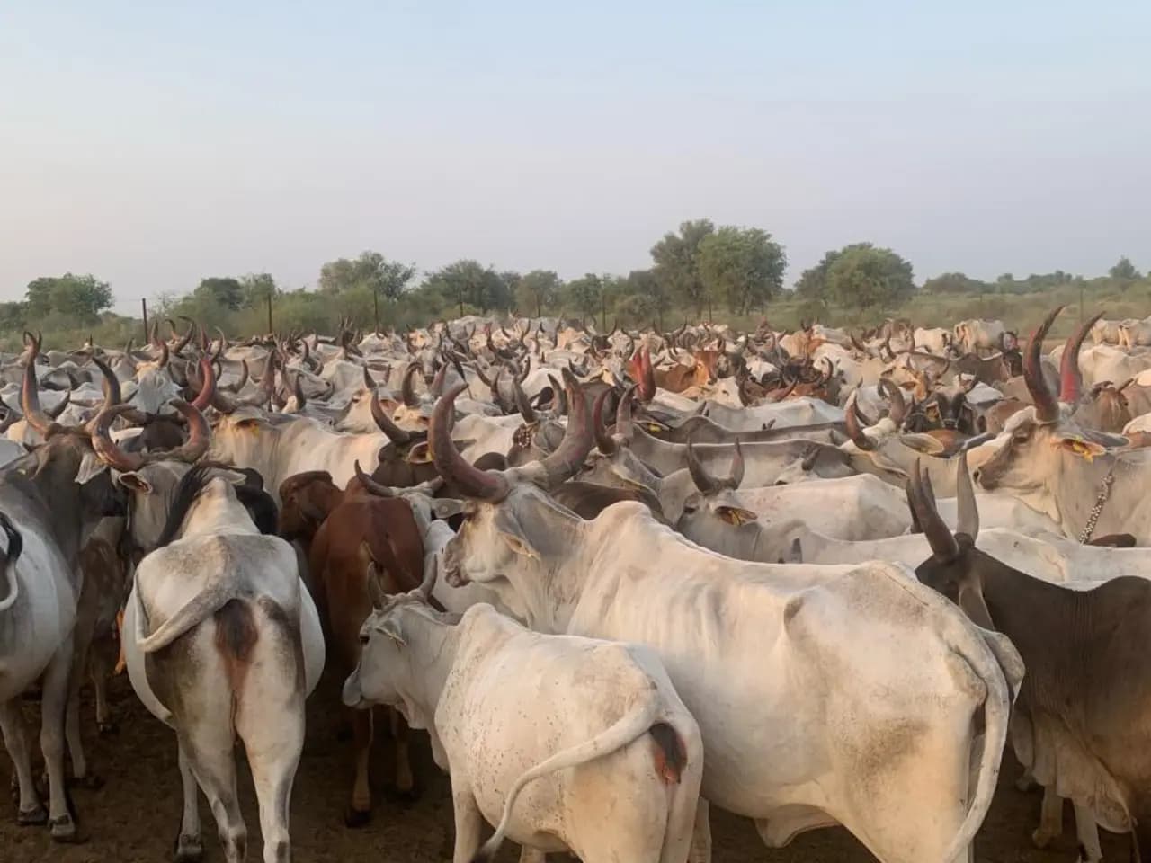 Mokalsar Gaushala