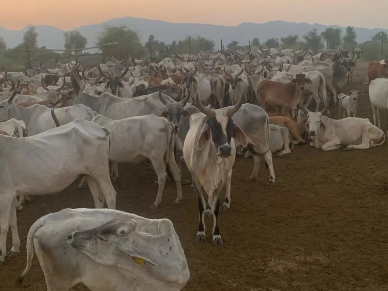Cows at Mokalsar Gaushala